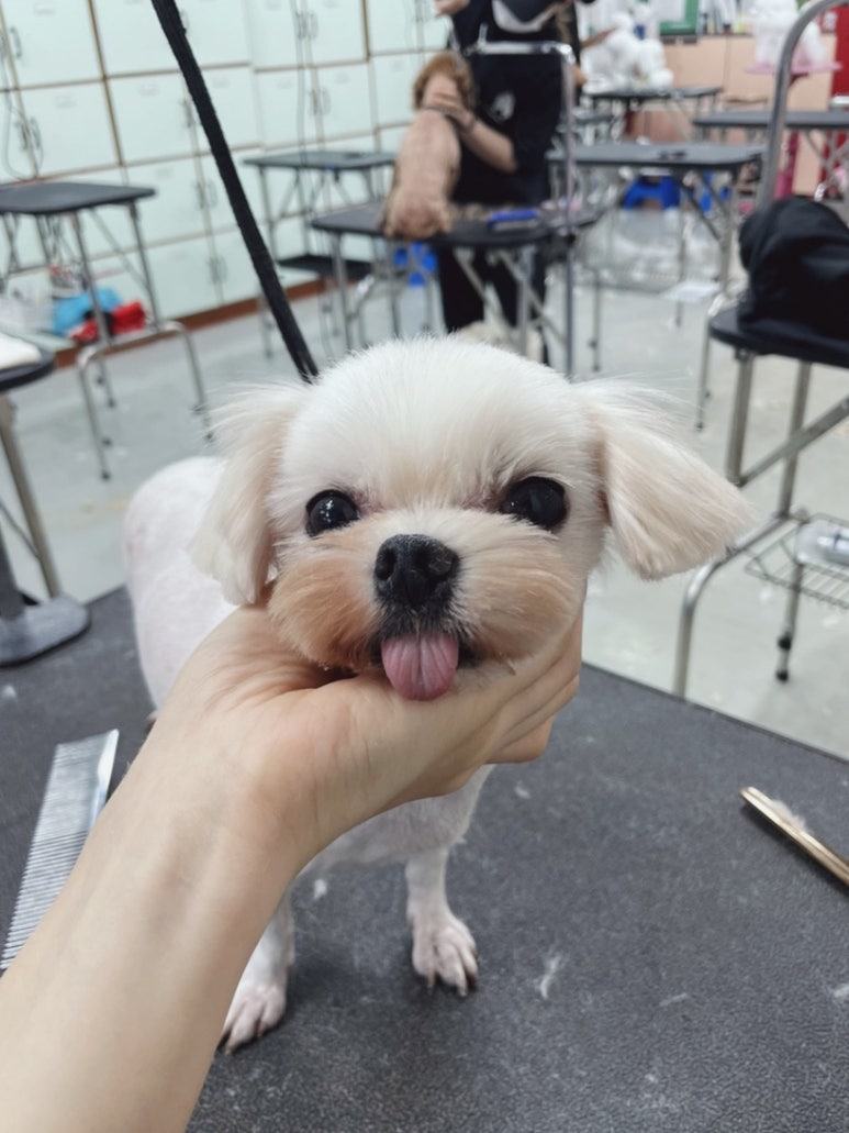 이현경애견미용학원 이미지