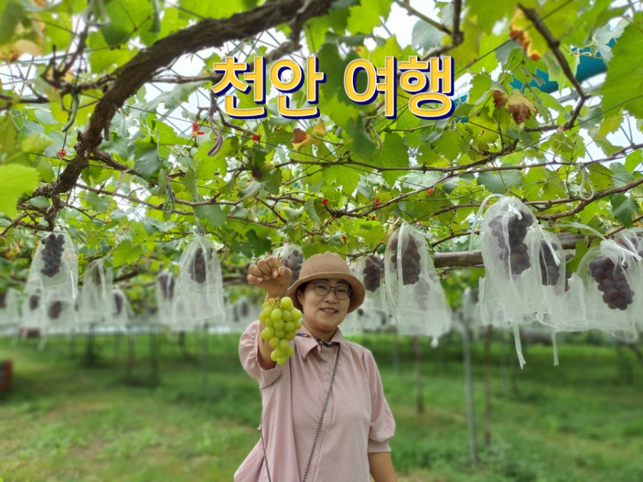 늘샘농원 이미지