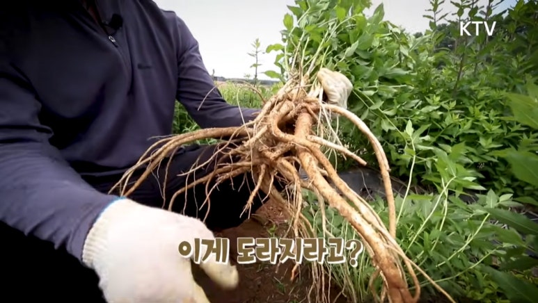 대관령 농사꾼 이미지