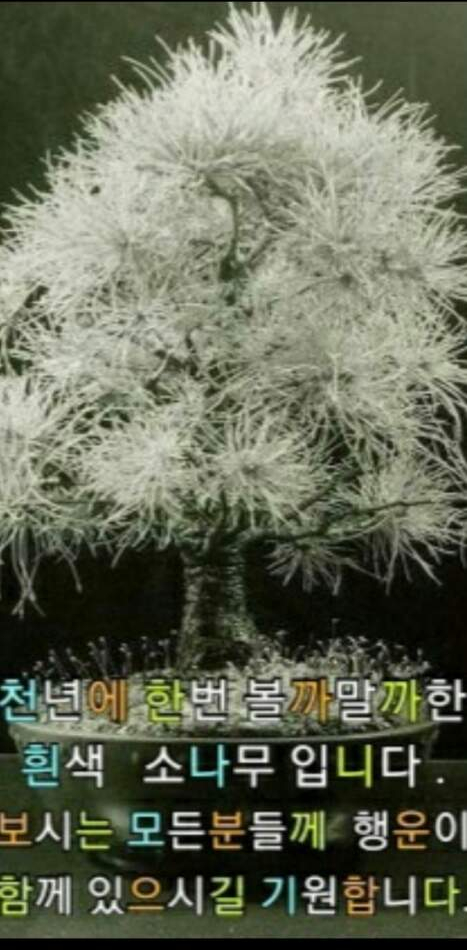 하얀소나무 이미지