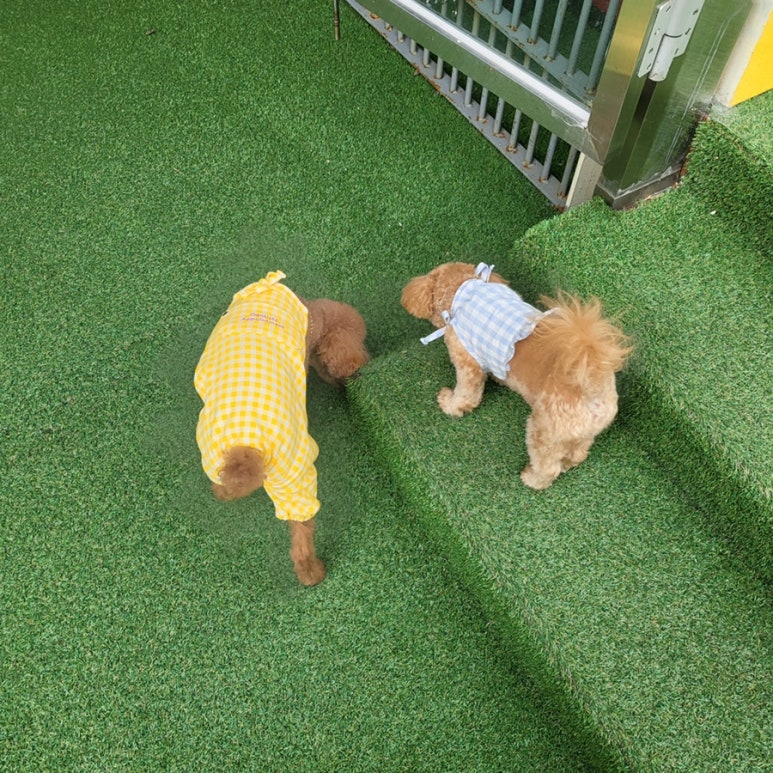 꾸르꾸르 이미지