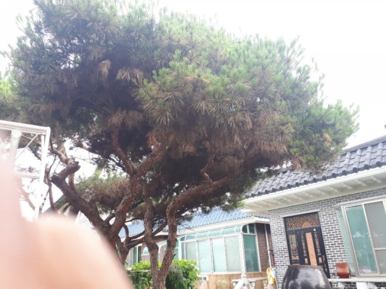 푸른솔조경 이미지