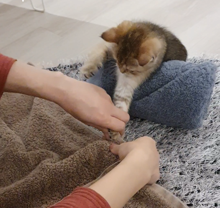 나나냥냥 이미지