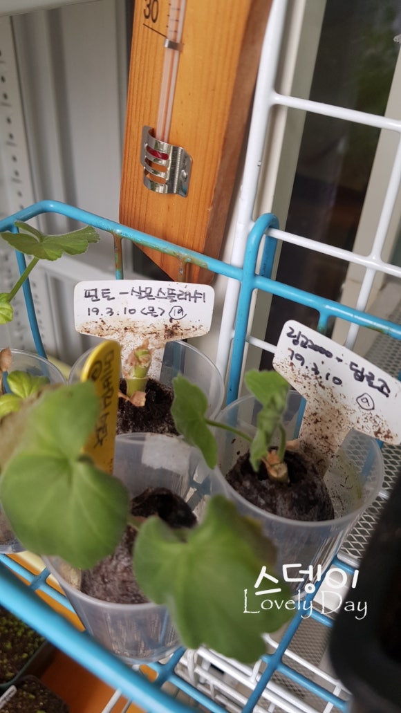 로즈모네 이미지