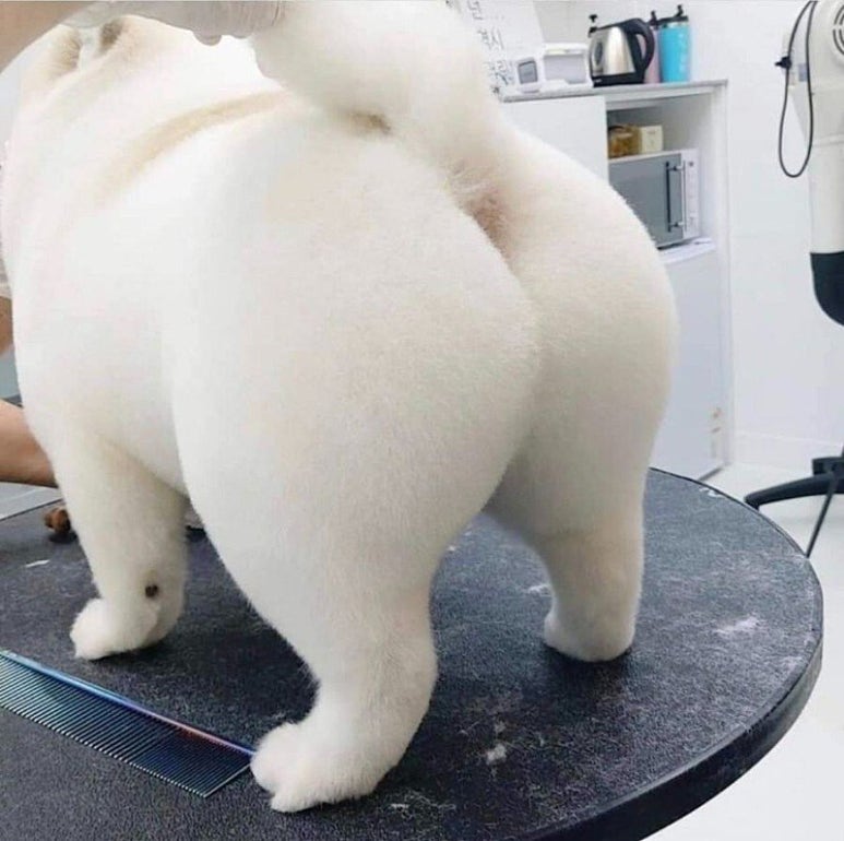 빵실빵실 이미지