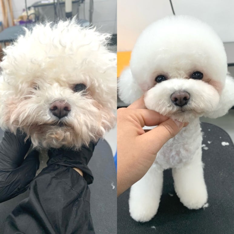 이현경애견미용학원 이미지
