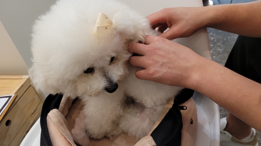 라몽 이미지