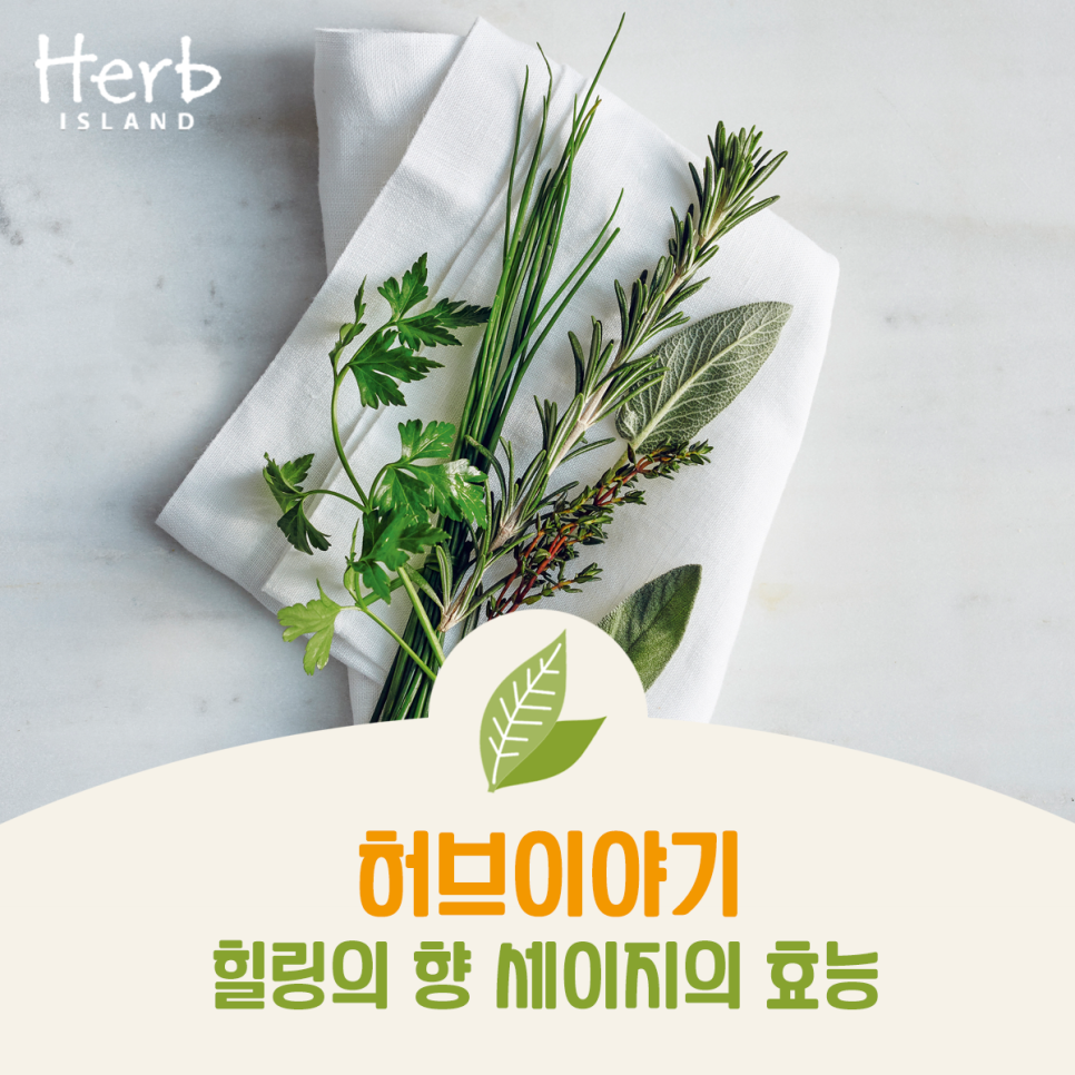 허브이야기 이미지