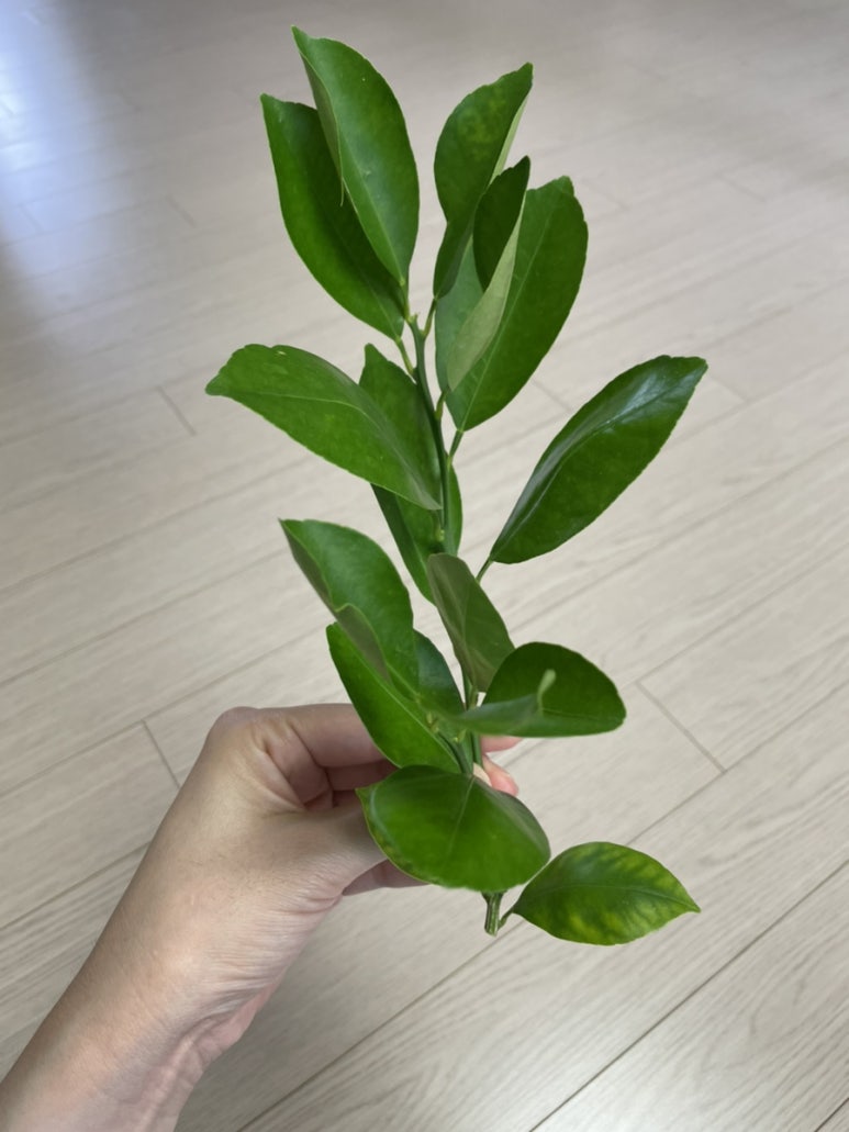 흙이랑나무랑 이미지