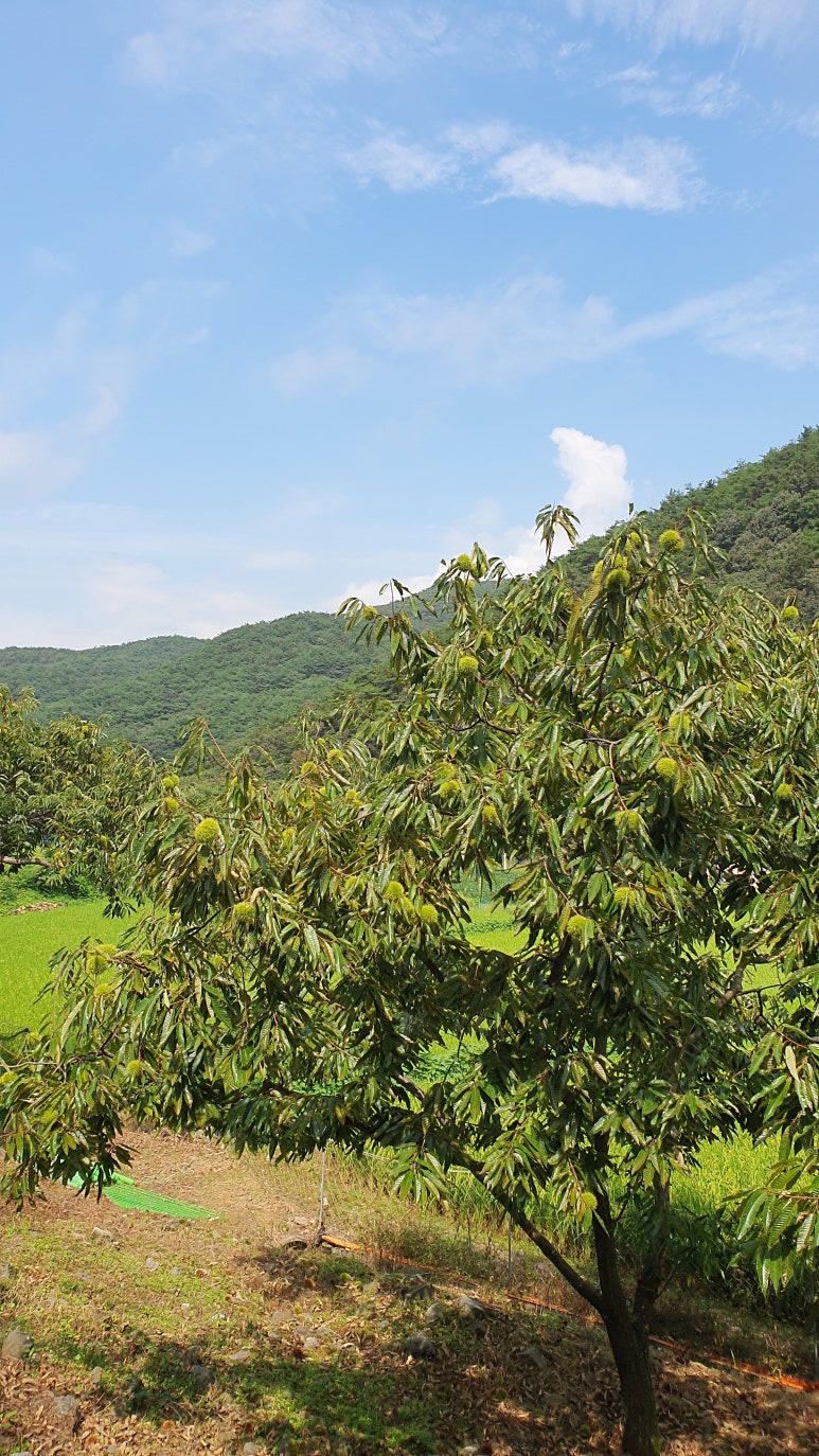 칠갑산장곡마을 이미지