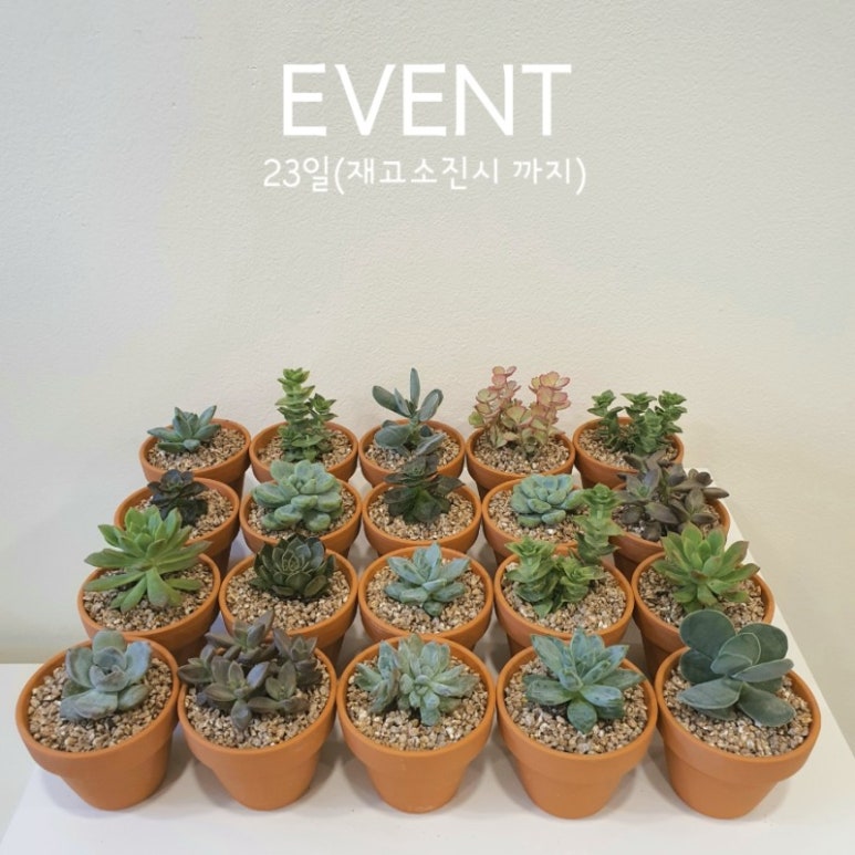 그대머물꽃 이미지