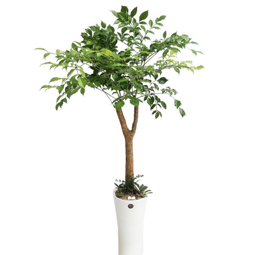 밥피씨 이미지