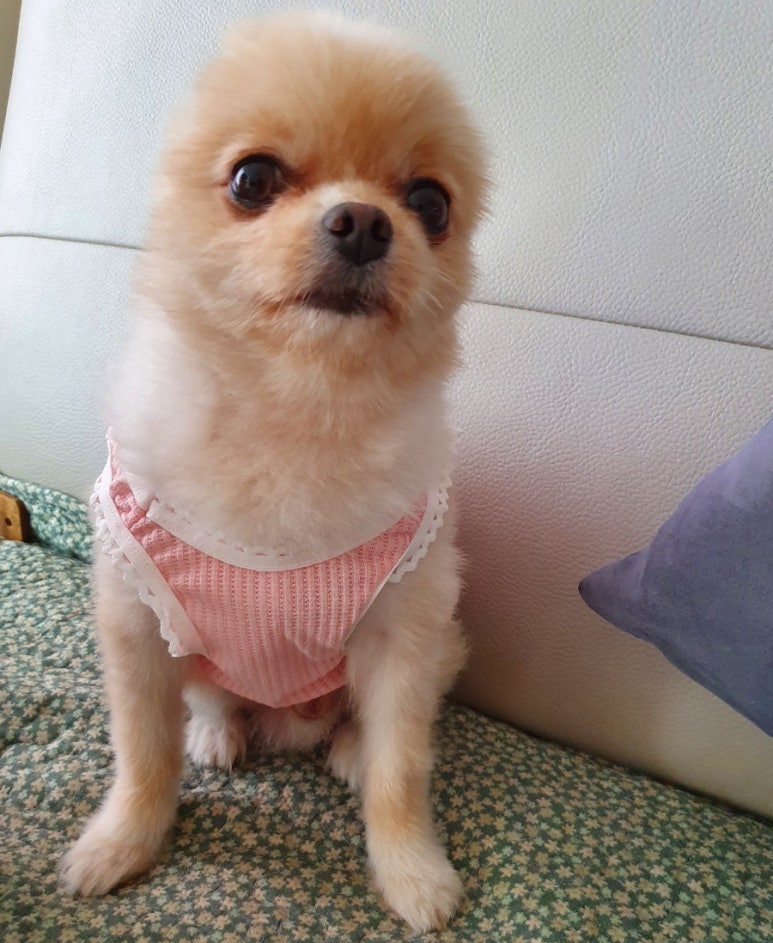 어라운드 퍼피 이미지