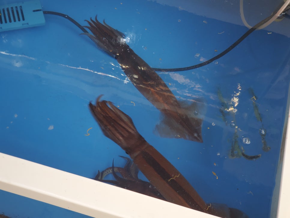 광어9900원 이미지