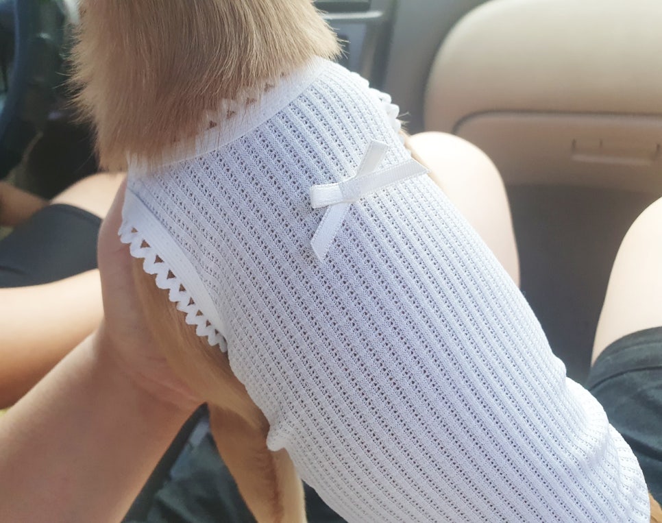 어라운드 퍼피 이미지