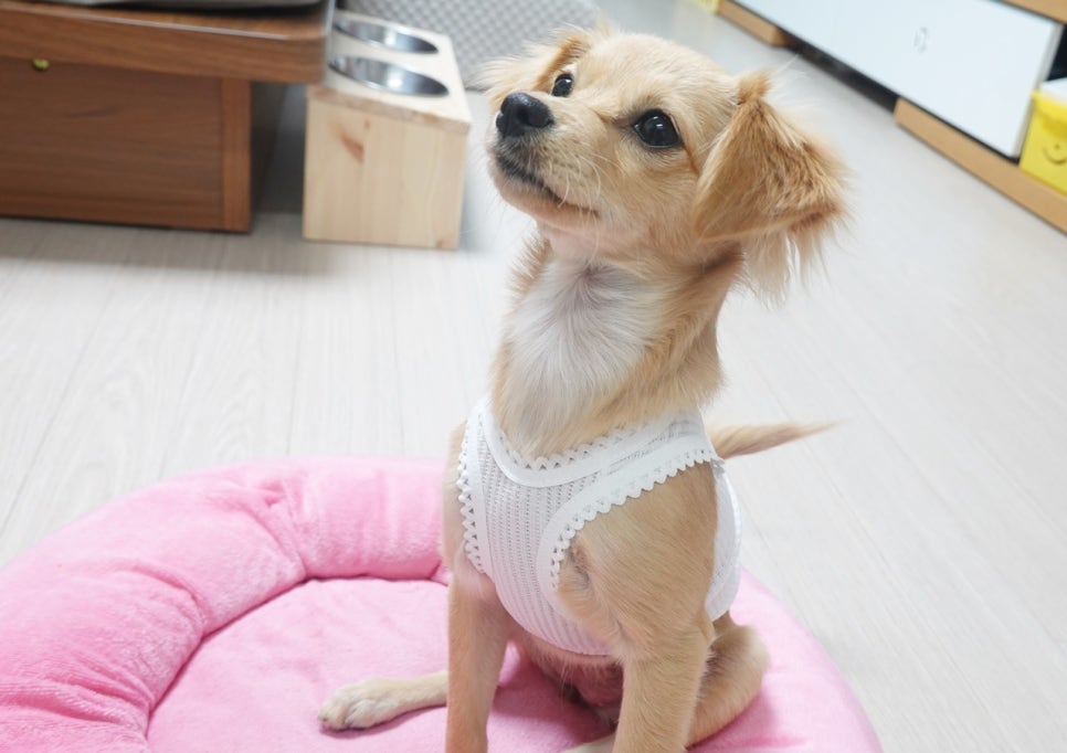 어라운드 퍼피 이미지