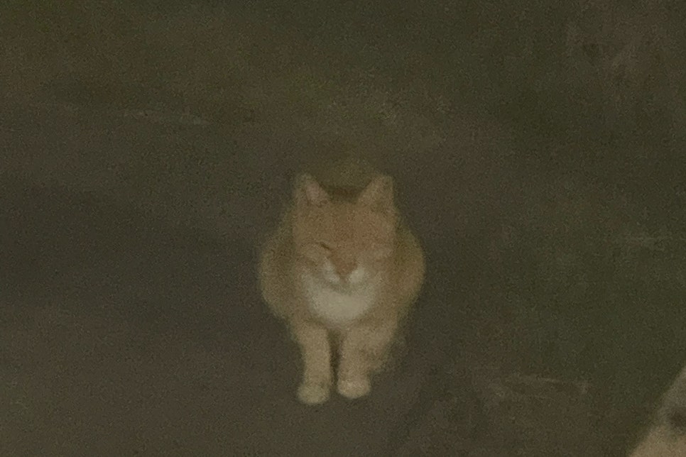 엘에스마트 이미지