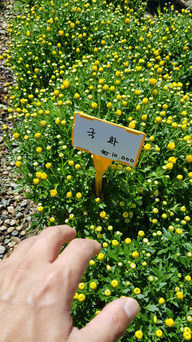 선영이네꽃과나무 이미지