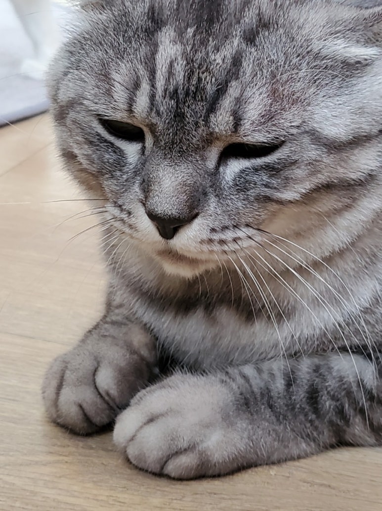 (주)고양이스튜디오 이미지