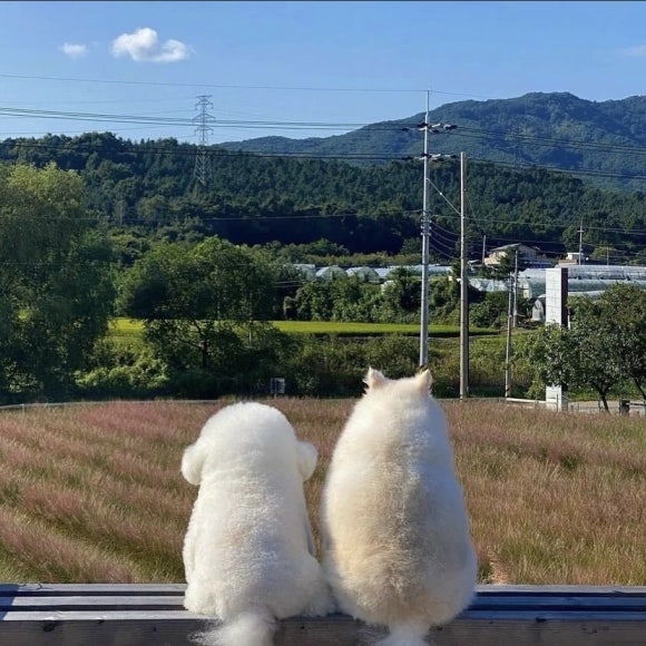 카페라멘 이미지