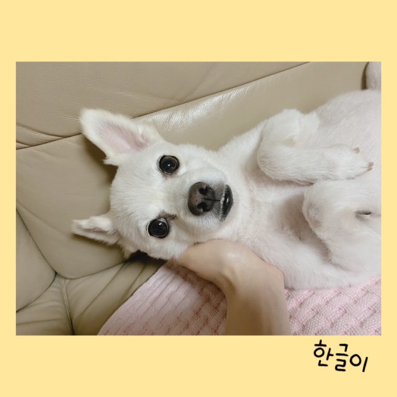 달콘스콘.D 이미지