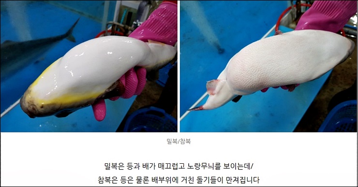 해미복어 이미지