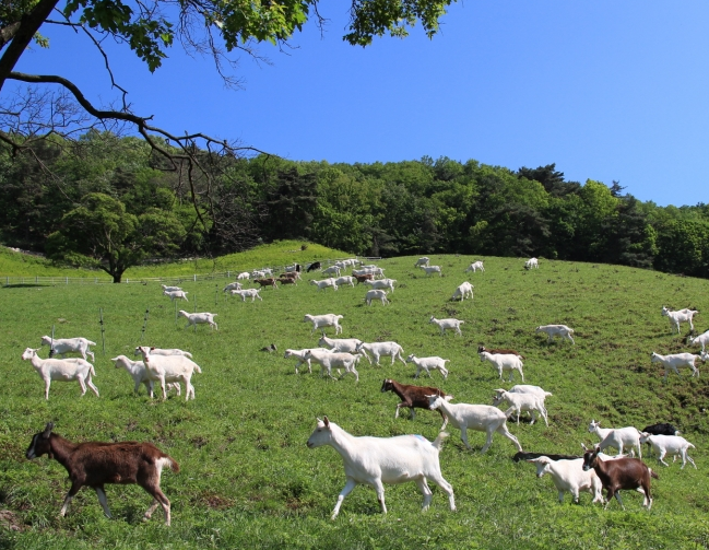 바른축산 이미지