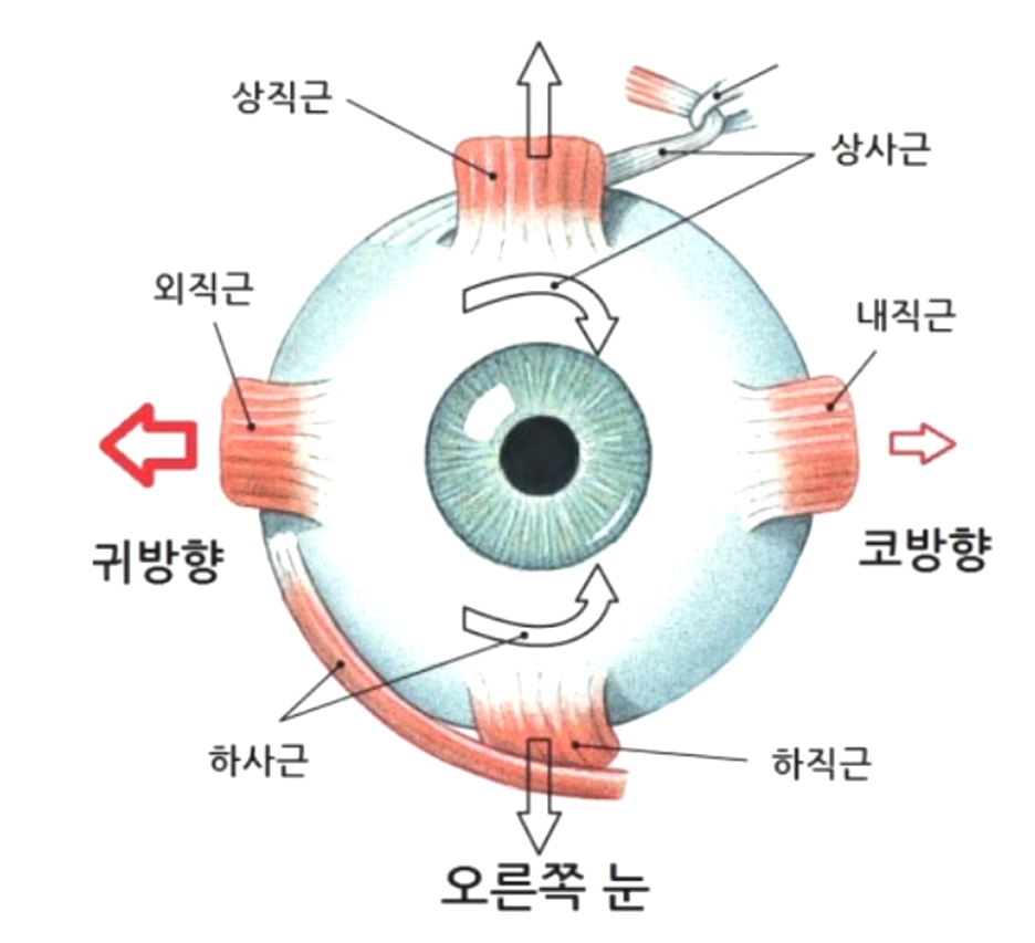 뮤프리즘 이미지