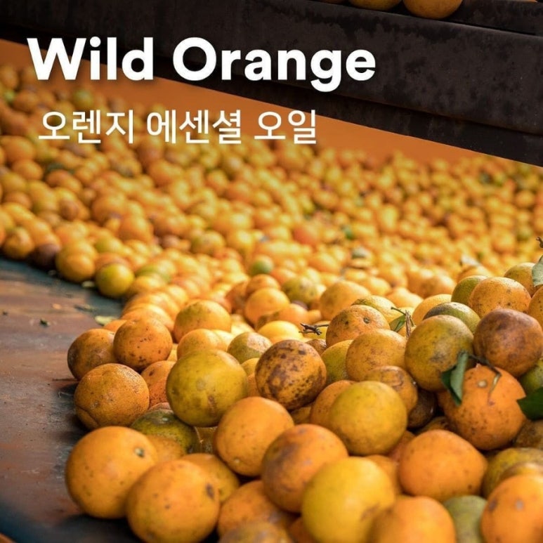 순수테라피 이미지
