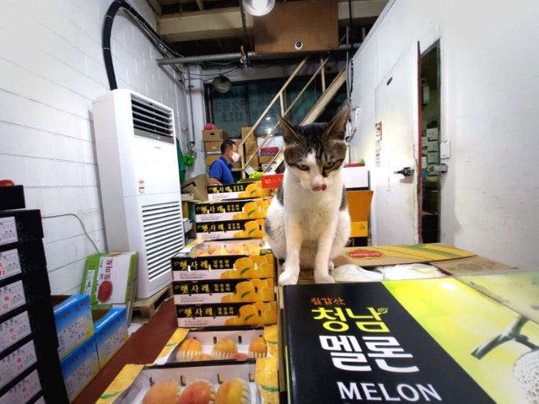 신광청과 이미지