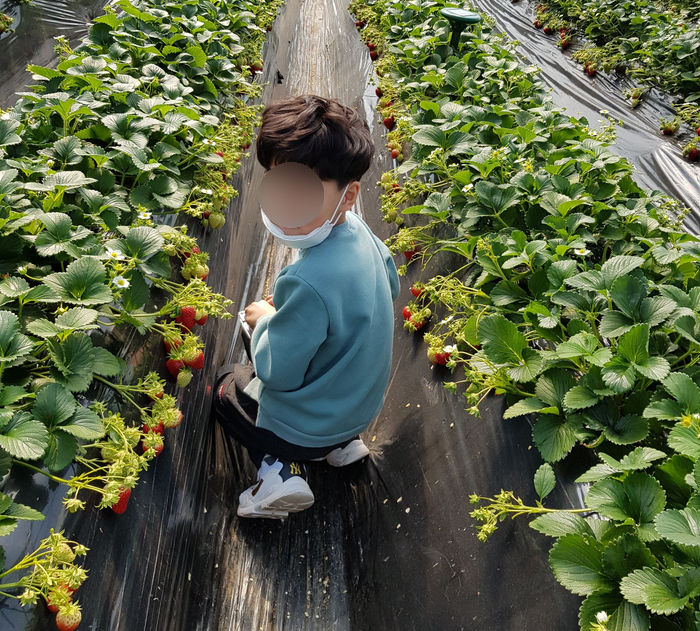 앙상블딸기농장 이미지