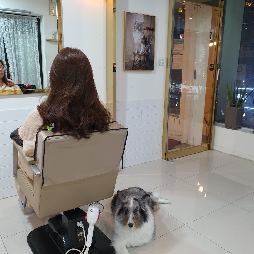 보아스헤어 이미지