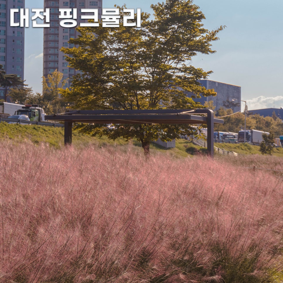 산호미트 이미지