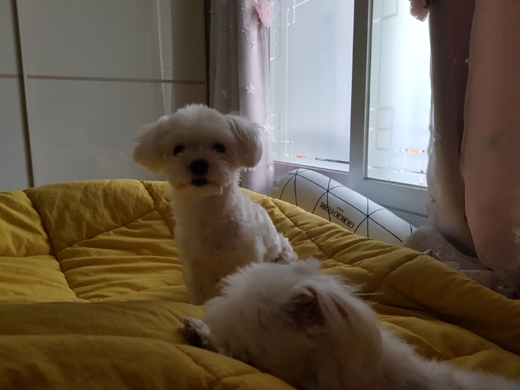 룰루버디 이미지