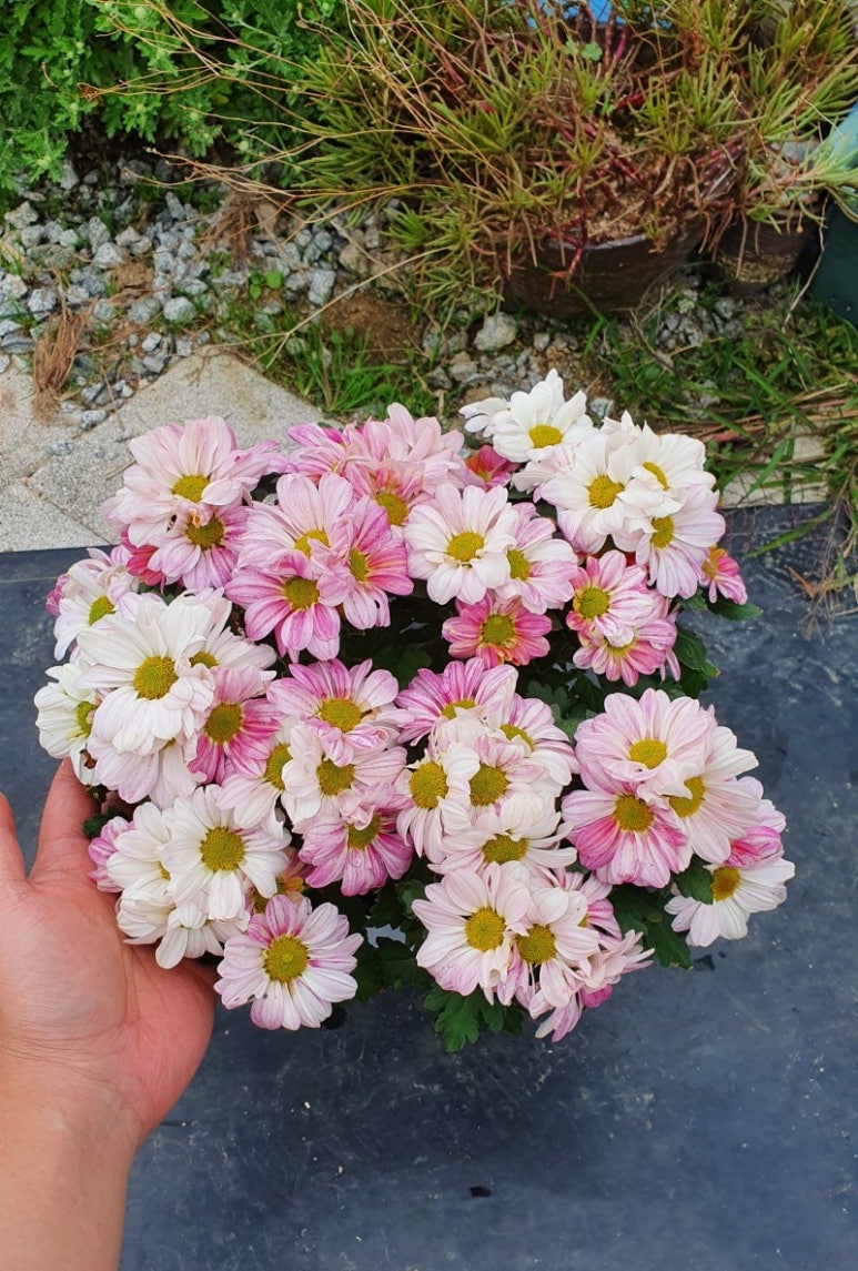 깔끔이이모 이미지