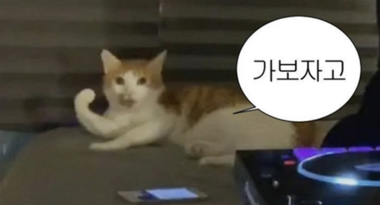 목화반점 이미지