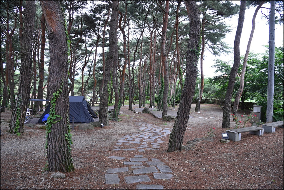 명천솔밭 이미지