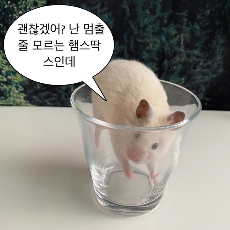 쿠키레이디 이미지