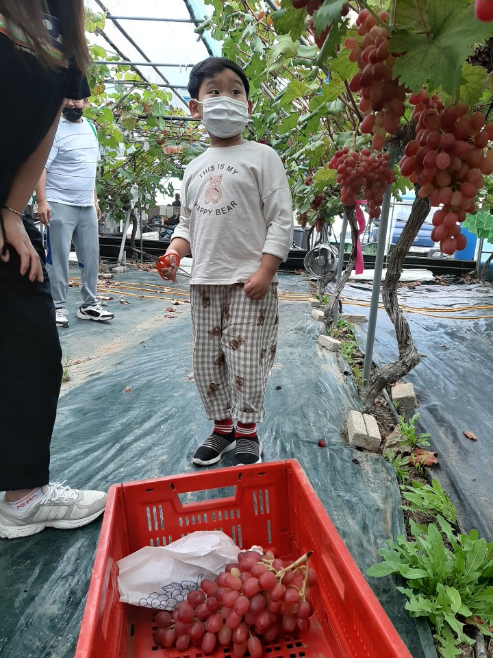 송산송이 이미지