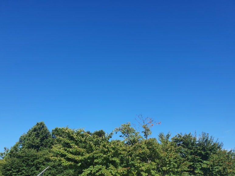 막창도둑 이미지