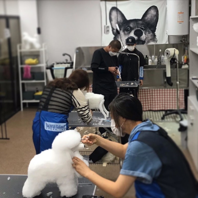 펫홀릭더라이프 이미지