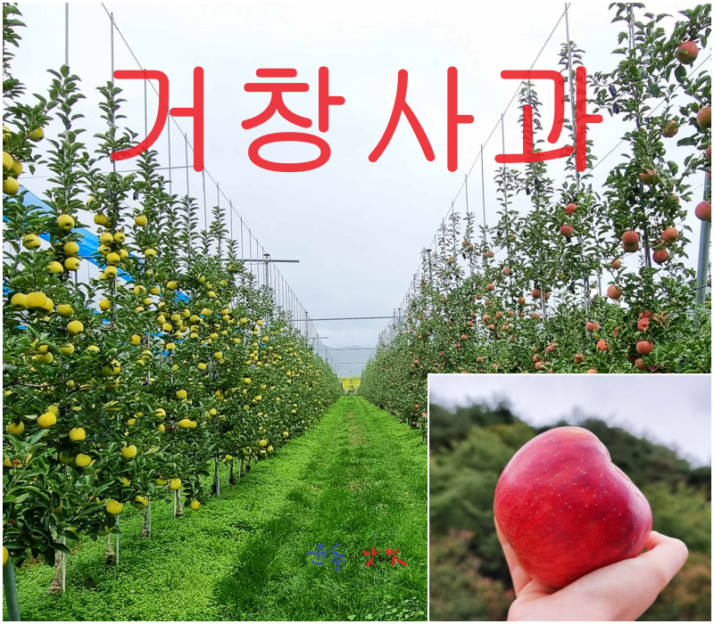 황금퇴비비료 이미지
