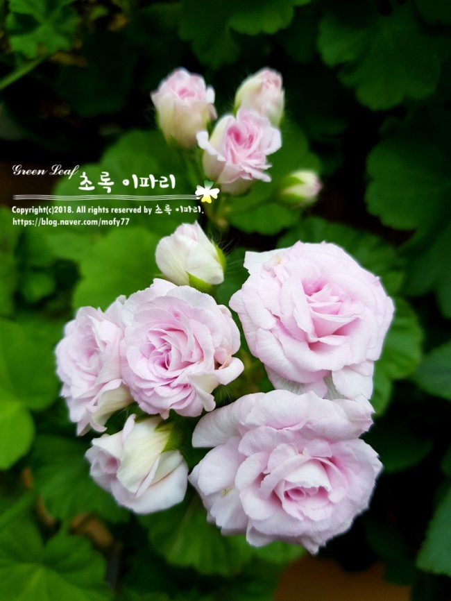 이파리 이미지
