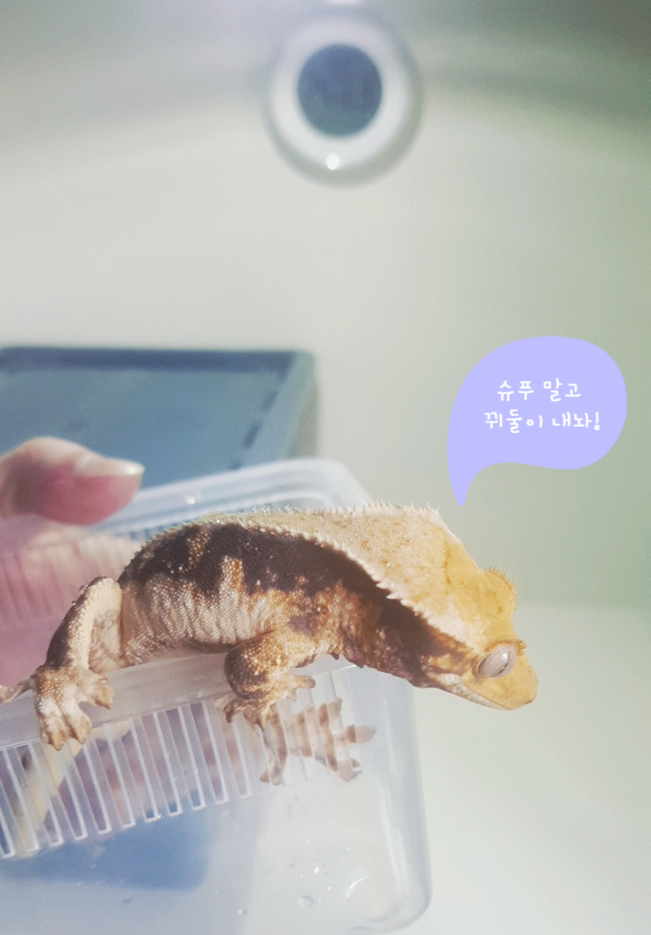 바나슈 이미지