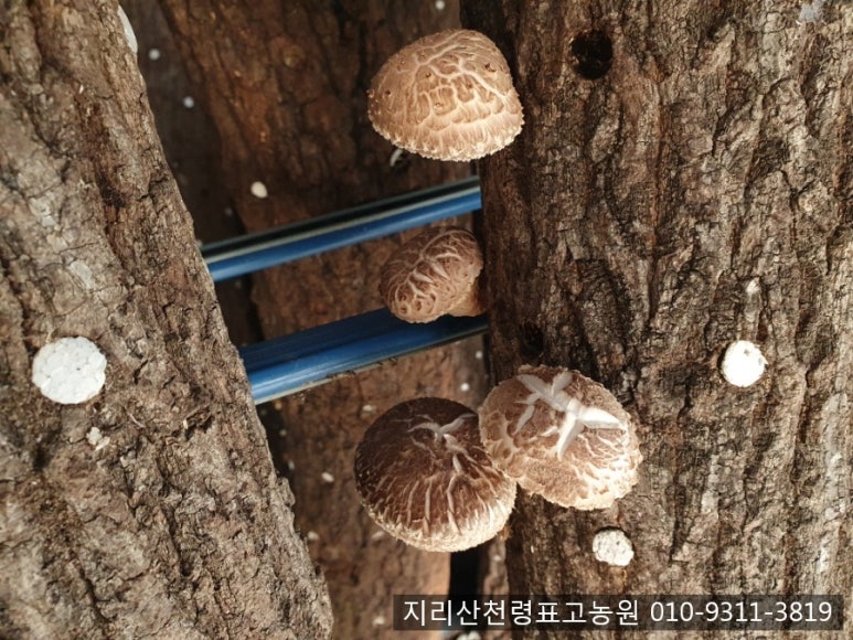 지리산천령표고농원 이미지
