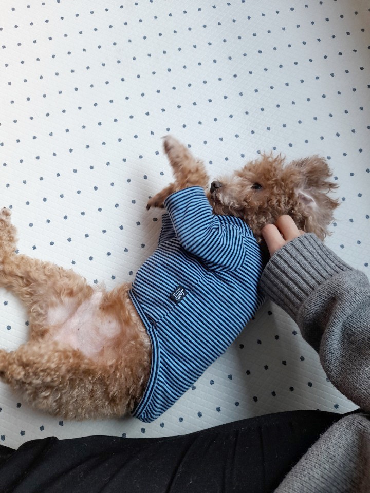 봉쥬르멍멍 이미지