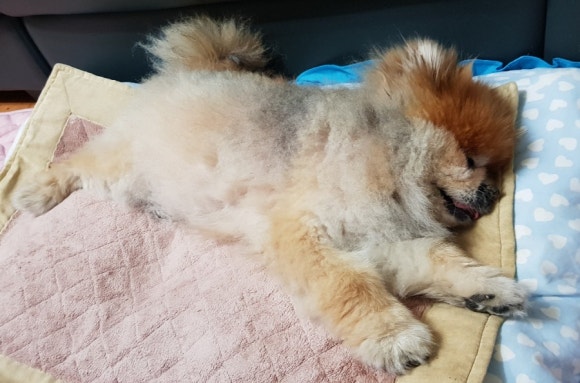잠솔 이미지