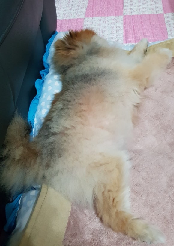 잠솔 이미지