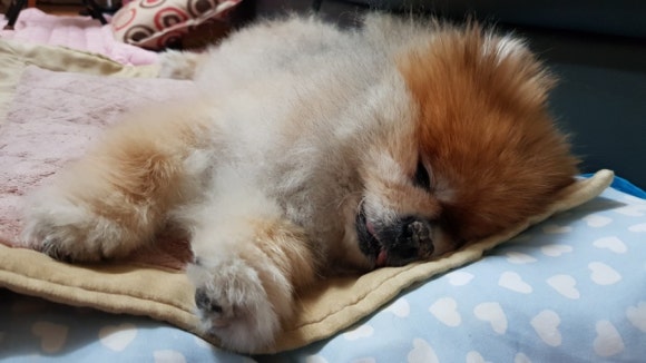 잠솔 이미지