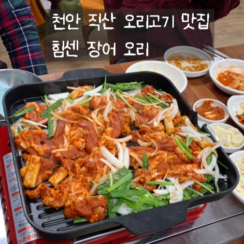 힘센장어오리 이미지